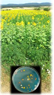 Biologische Kontrolle von Ragweed